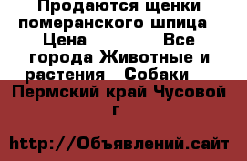 Продаются щенки померанского шпица › Цена ­ 45 000 - Все города Животные и растения » Собаки   . Пермский край,Чусовой г.